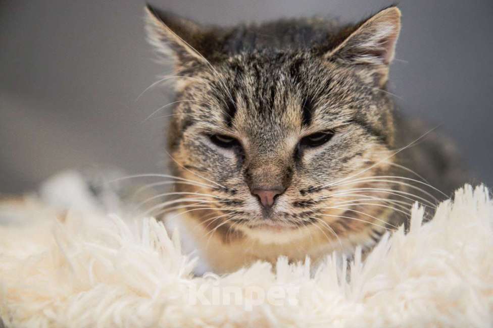 Кошки в Москве: Кошечка Девочка, Бесплатно - фото 1