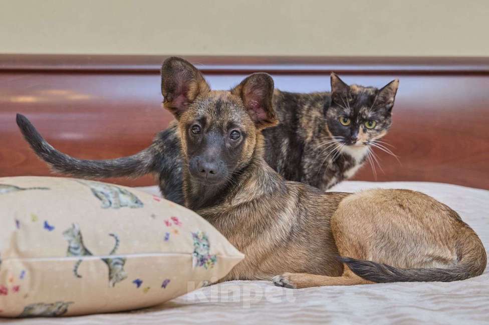 Собаки в Москве: Трогательный щенок Арчи очень ждёт свою семью! Мальчик, Бесплатно - фото 6