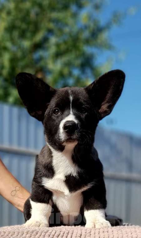 Собаки в Екатеринбурге: Корги кардиган щенки Мальчик, 55 000 руб. - фото 2