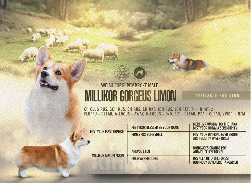 Собаки в Краснодаре: Породный щенок вельш корги пемброк Мальчик, 75 000 руб. - фото 7