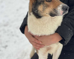 Собаки в Москве: Эрни 1,5 года  Метис хаски и лайки Мальчик, 10 руб. - фото 1