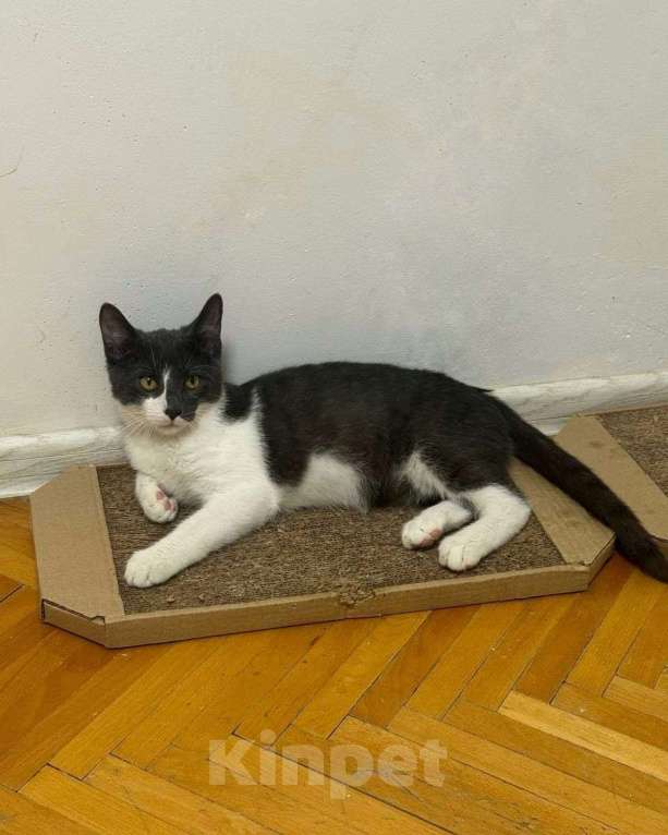 Кошки в Москве: Самый ласковый на свете котенок Мальчик, Бесплатно - фото 3