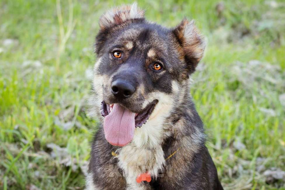 Собаки в Москве: Пёс, избежавший усыпления ищет дом! Мальчик, Бесплатно - фото 9