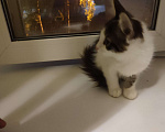 Кошки в Новосибирске: Отдам ласкового котенка Мальчик, Бесплатно - фото 1