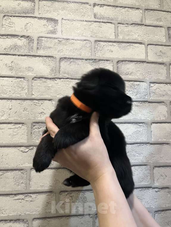 Собаки в Полевском: Продаю щенков немецкой овчарки  Мальчик, 25 000 руб. - фото 4