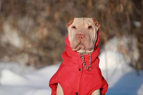 Шарпей кремовый подросток