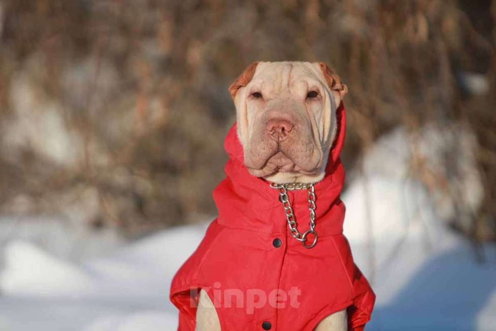 Собаки в Екатеринбурге: Шарпей кремовый подросток Мальчик, 20 000 руб. - фото 1