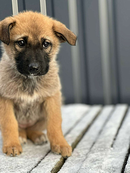 Шаловливый щенок хорошему хозяину