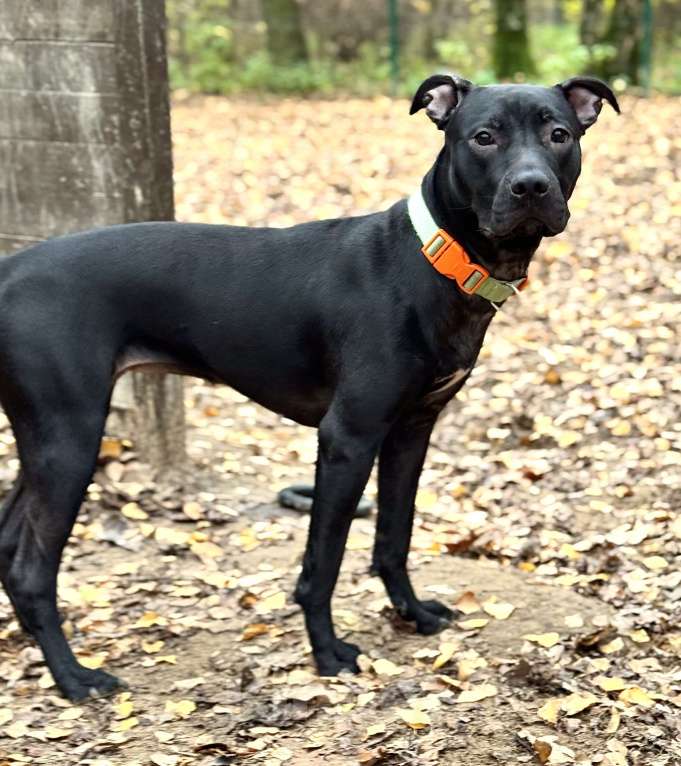 Собаки в Химках: Питбуль Джуна ищет дом Девочка, Бесплатно - фото 10