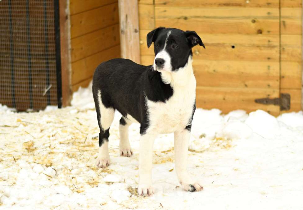 Собаки в Москве: Норд ищет семью Мальчик, Бесплатно - фото 6