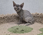 Кошки в Владимире: Кошечка Девон-Рекс Девочка, 55 000 руб. - фото 5