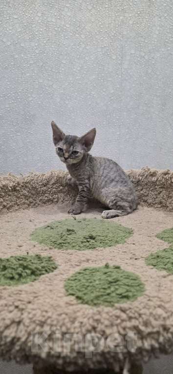 Кошки в Владимире: Кошечка Девон-Рекс Девочка, 55 000 руб. - фото 5