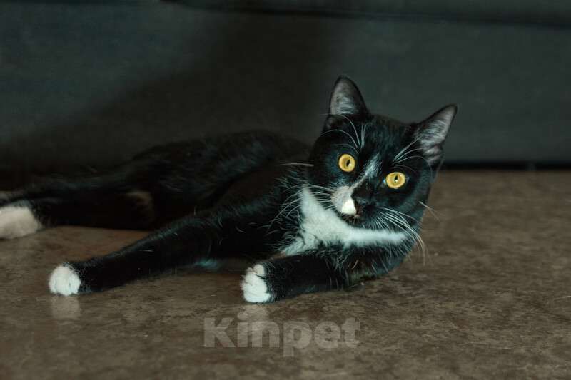 Кошки в Москве: Весёлый и беззаботный молодой кот Тоша в добрые руки Мальчик, Бесплатно - фото 2