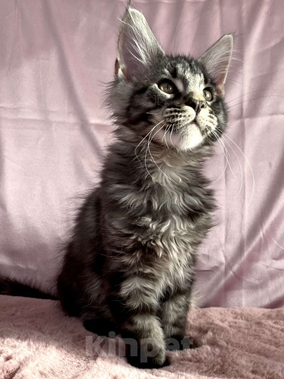 Кошки в Санкт-Петербурге: Мейн кун котенок мальчик Мальчик, 50 000 руб. - фото 2