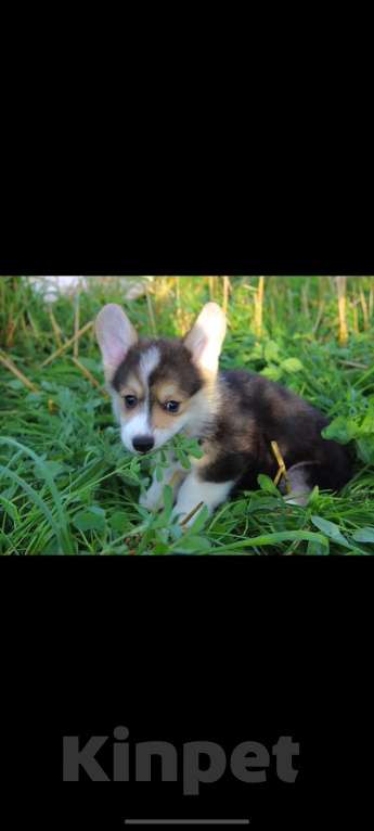 Собаки в Санкт-Петербурге: Малыш ищет любящих мампап Мальчик, 45 000 руб. - фото 2