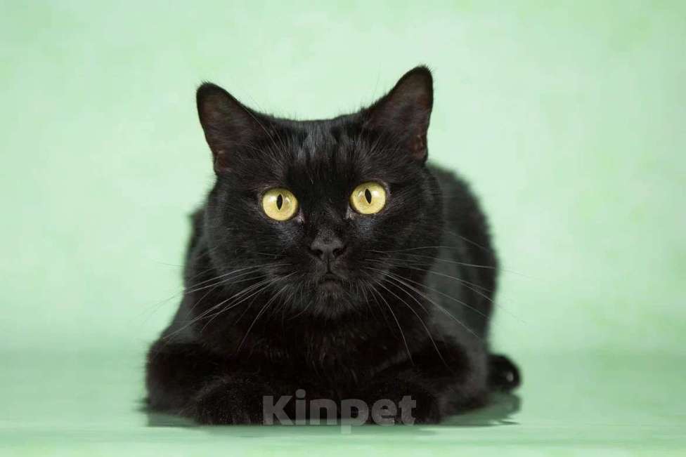 Кошки в Москве: Британская черная золотоглазая Бри в добрые руки Девочка, Бесплатно - фото 3