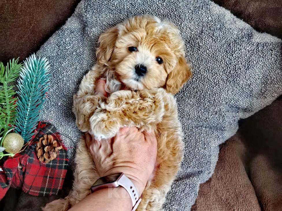 Собаки в Самаре: Мальчик Мальчик, 130 000 руб. - фото 5