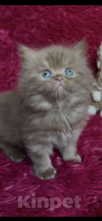 Кошки в Люберцах: Шотландские котята Девочка, Бесплатно - фото 2