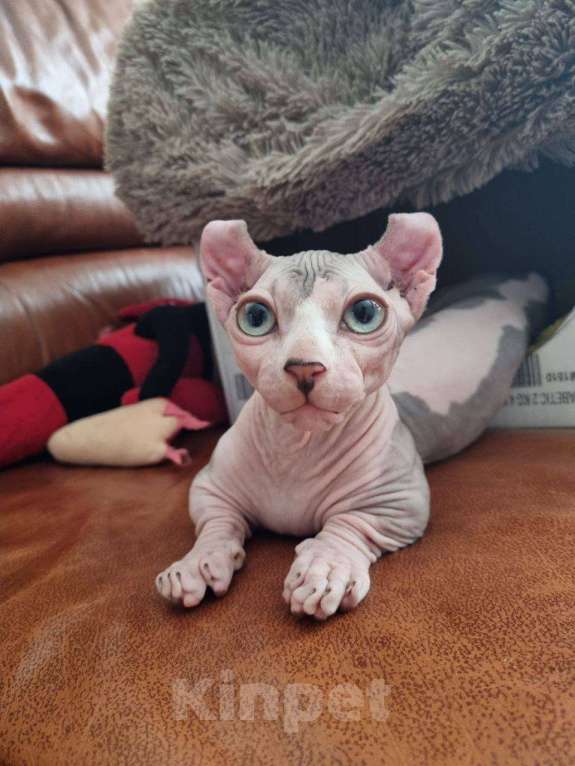 Кошки в Щелково: Котенок двельф (сфинкс) Мальчик, 65 000 руб. - фото 4
