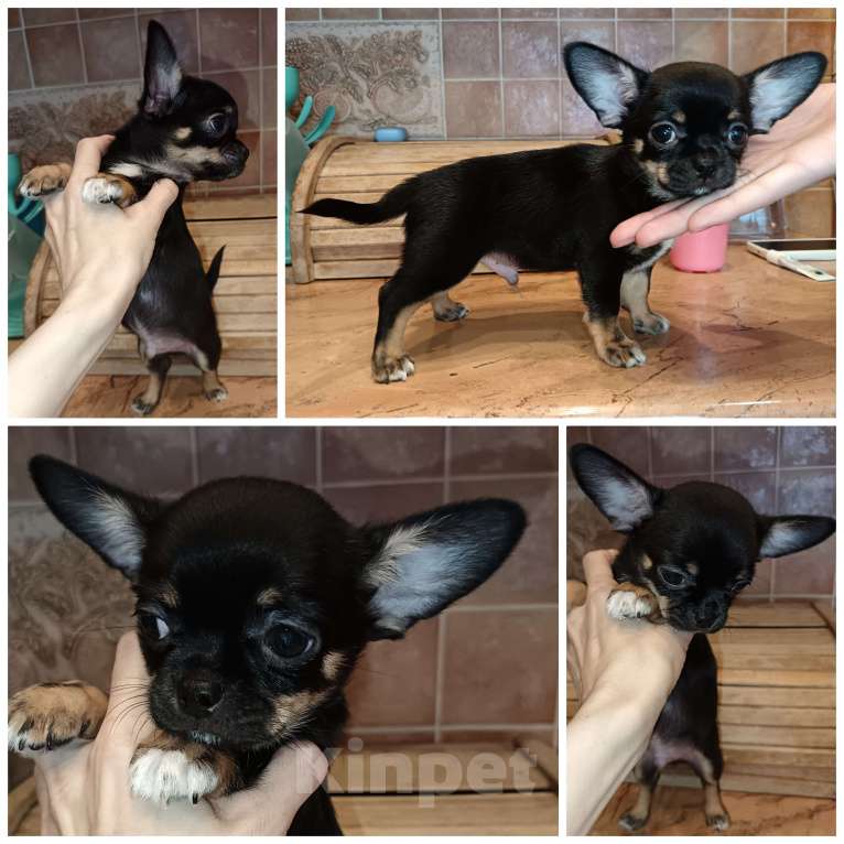 Собаки в Москве: Мальчик чихуахуа г/ш, щенок Мальчик, 65 000 руб. - фото 1