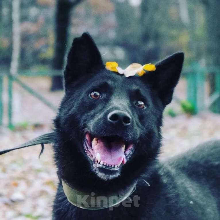 Собаки в Раменском: Идеальный Чарли в поисках своей семьи Мальчик, Бесплатно - фото 6