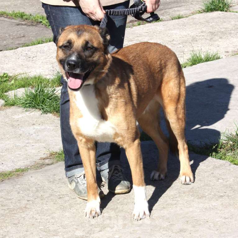 Собаки в Москве: Добраый, ласковый Тоша -собака компаньон очень ждет свою семью! Мальчик, Бесплатно - фото 6