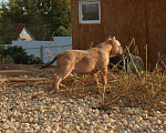 Собаки в Ярославле: Мальчики и  девочка-булли. Разнополые, 80 000 руб. - фото 8