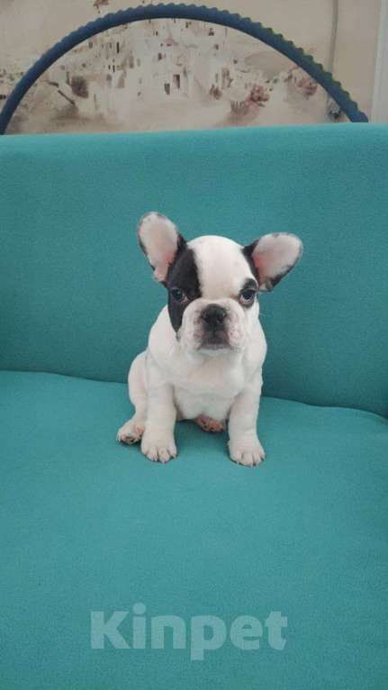 Собаки в Минеральном Воде: Французский бульдог Мальчик, Бесплатно - фото 5