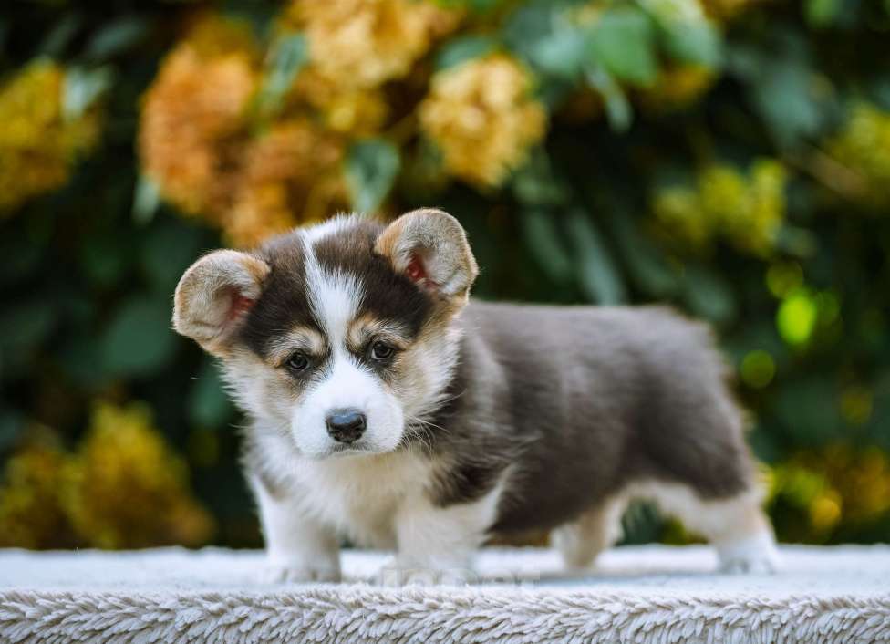 Собаки в Новосибирске: Вельш Корги Пемброк Джуди Хопс Девочка, 65 000 руб. - фото 7