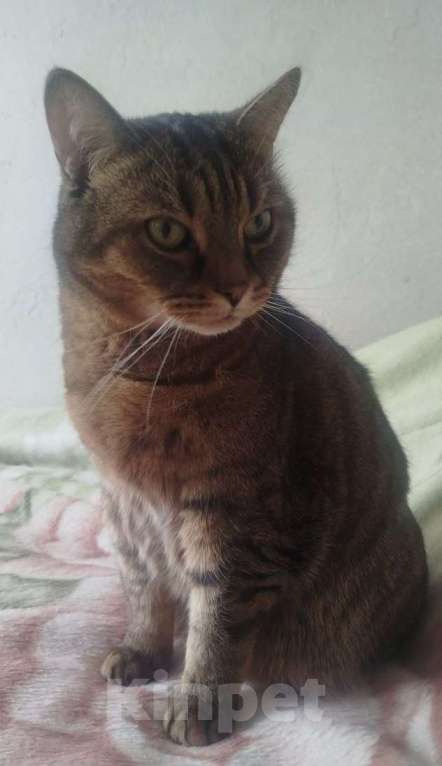 Кошки в Мытищах: Отдам в хорошие руки Котиков Мальчик, Бесплатно - фото 2