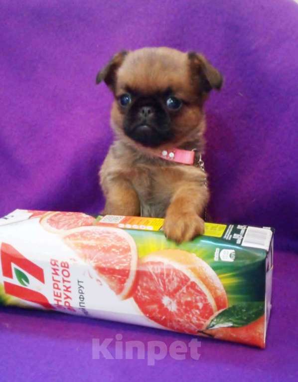 Собаки в Москве: Пти-брабансон чудесный мальчик Мальчик, 50 000 руб. - фото 2