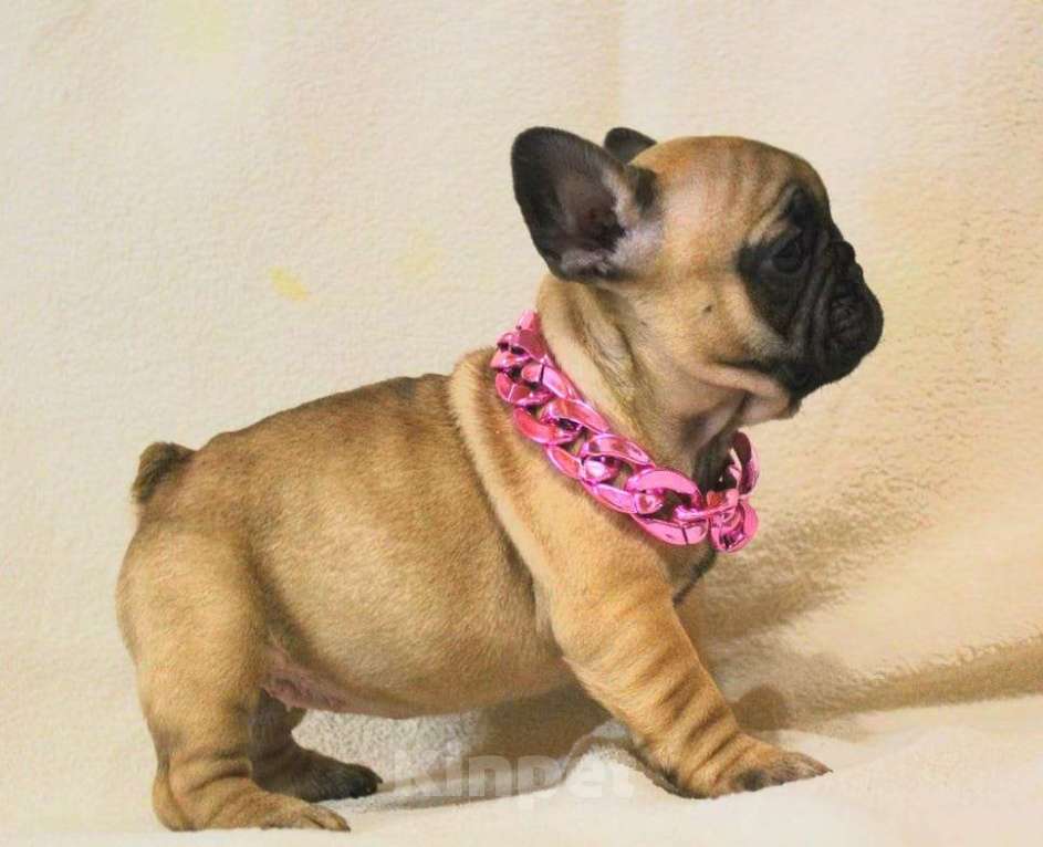 Собаки в Москве: Щенки Французы  Девочка, 130 000 руб. - фото 5