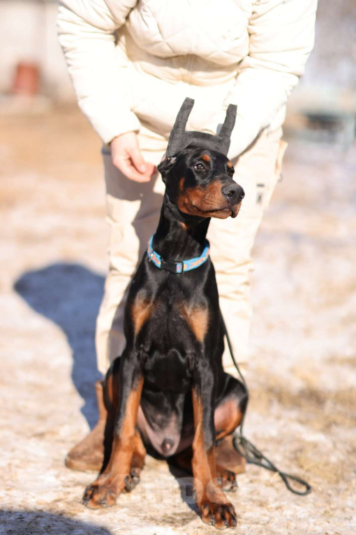 Собаки в Клине: Кобель добермана 4 месяца Мальчик, 100 000 руб. - фото 4
