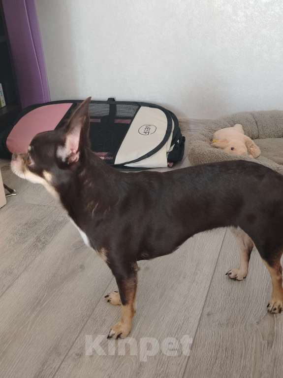 Собаки в других городах Свердловской области: Продам чихуашечку Девочка, 25 000 руб. - фото 3