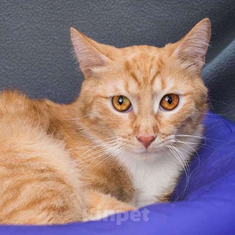 Кошки в Москве: Спустя практически год после спасения котика Чарли так никто и не смог полюбить Мальчик, Бесплатно - фото 2