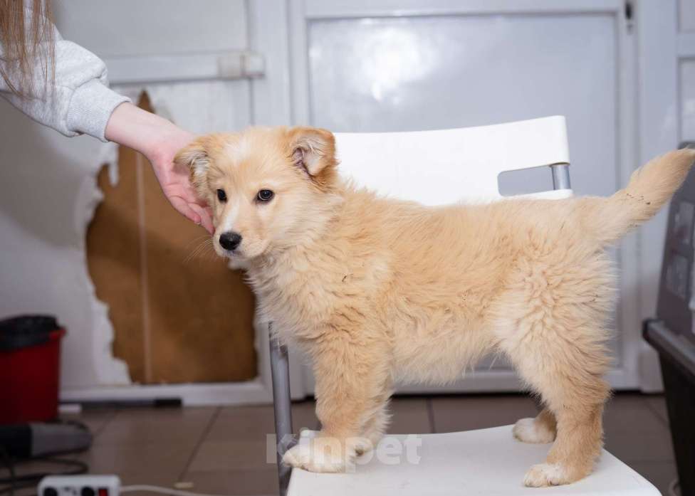 Собаки в Москве: Щенок-мальчик в добрые руки Мальчик, Бесплатно - фото 5