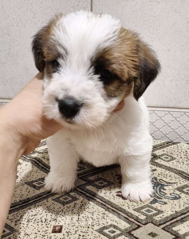 Собаки в Москве: Высокопородные щенки Джек Рассел терьера Мальчик, Бесплатно - фото 6