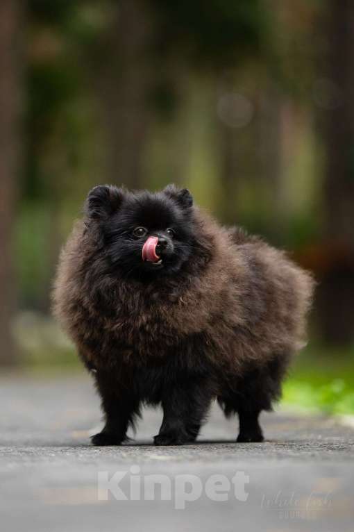 Собаки в Новосибирске: Померанский шпиц Мальчик, 37 000 руб. - фото 2
