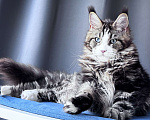Кошки в Москве: Котёнок мейн-кун Veyron Molly — голубоглазая принцесса с плюшевыми щёчками и королевскими кисточками Девочка, 150 000 руб. - фото 6