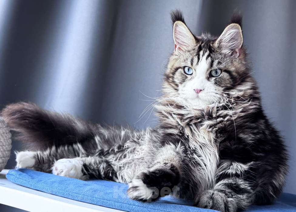 Кошки в Москве: Котёнок мейн-кун Veyron Molly — голубоглазая принцесса с плюшевыми щёчками и королевскими кисточками Девочка, 150 000 руб. - фото 6