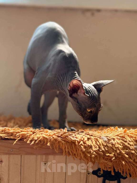 Кошки в Москве: Лучший друг и член семьи Мальчик, 37 000 руб. - фото 3