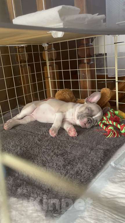 Собаки в Белокурихе: Щенок французского бульдога, девочка Девочка, Бесплатно - фото 3