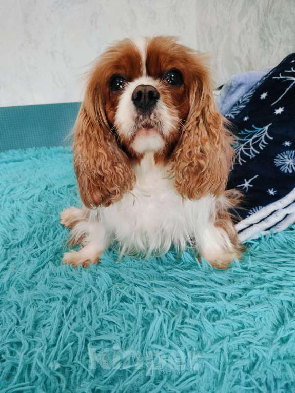 Собаки в Воронеже: Девочка окраса бленхейм Девочка, 50 000 руб. - фото 6