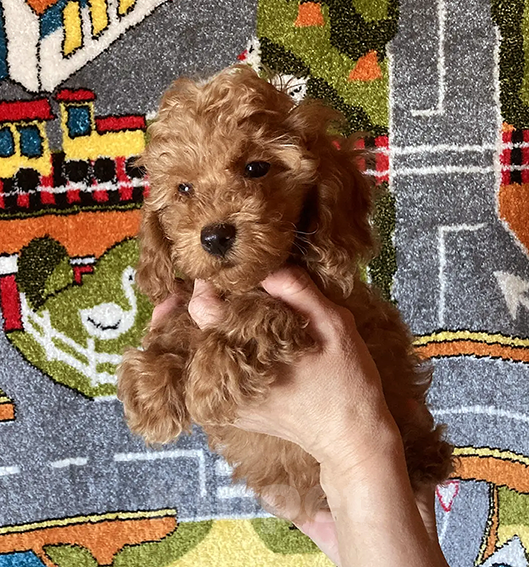 Собаки в Москве: Щенки той-пуделя Мальчик, Бесплатно - фото 5