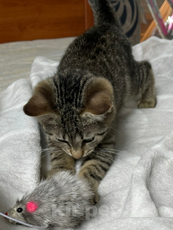 Кошки в Санкт-Петербурге: Котëнок в добрые руки Девочка, Бесплатно - фото 9