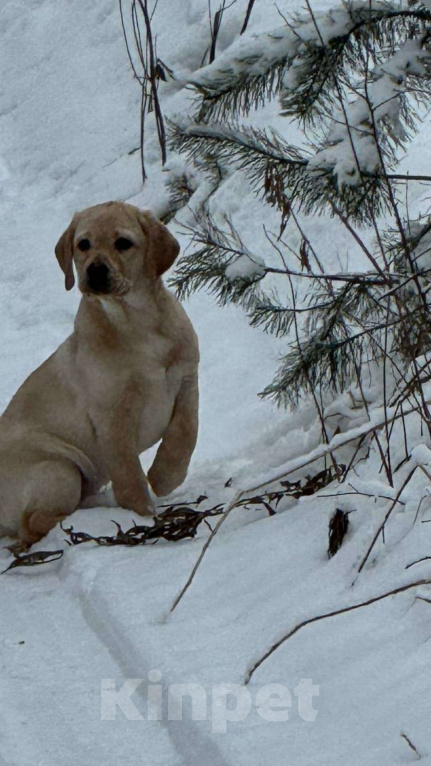 Собаки в Боровске: лабродоча Девочка, Бесплатно - фото 2