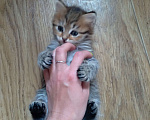 Кошки в Саратове: Котята Мальчик, 1 000 руб. - фото 1