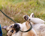Собаки в Москве: Метис восточно-европейской овчарки Бакс ищет дом! Мальчик, Бесплатно - фото 6