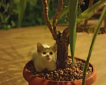 Кошки в Краснодаре: Котята ищут дом Девочка, Бесплатно - фото 5