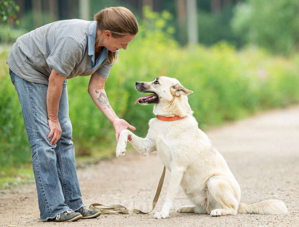 Собаки в Москве: Лапушка из приюта ищет дом Девочка, Бесплатно - фото 6